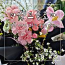 라벨르플로라 이미지