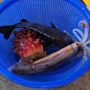 청구수산 | 거진항 회센터 수산시장 맛집 은경이네 구매법 및 가격 내돈내산 후기