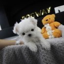 도그웨이 청주점 이미지