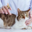 엔케어동물의료센터 이미지