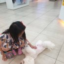 페츠비동물병원 이미지