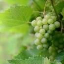 청춘과일 이미지