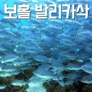 보홀 발리카삭 다이빙 포인트 Day-2 (수중환경, 섬 이용시설)