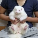 스컹크 이미지