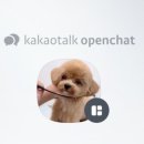 영천애견미용 이미지