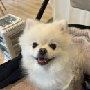 레이지쉽 이미지