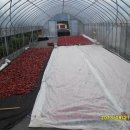 단양유기농원 이미지