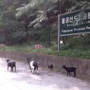 팔공산염소집 이미지