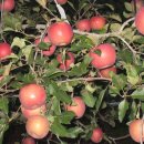 지은 농장 이미지