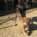 진도개사랑 이미지