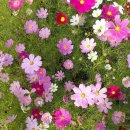 은행나무시장 이미지