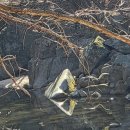 지리산운봉흙돼지 이미지