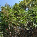 근포땅굴 이미지