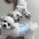 댕스히얼 이미지