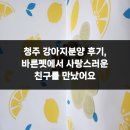 강아지분양 더펫 | 청주 강아지분양 후기, 바른펫에서 사랑스러운 친구를 만났어요