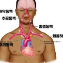 쇄골 통증 원인 및 치료 : 왼쪽 오른쪽 이미지