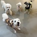 골드퍼피 애견유치원 이미지