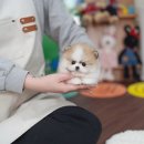 호수펫 | 🐶 [의왕강아지분양] 백운호수 근처 유앤미펫에서 만난 포메라니안