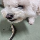 밥찬들 네이버블로그