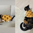 더바른동물병원 앞 이미지