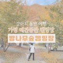 가평 애견동반 밤나무숲 캠핑장으로 가족여행 다녀온 후기