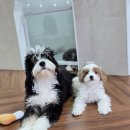 두들