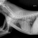 노은동물병원 이미지