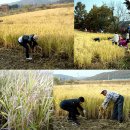 초성김치마을 | 경기도 연천 벼베기/김치만들기/버섯영농조합견학 후기