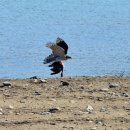 오리사냥 이미지