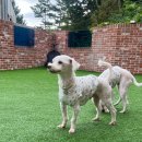 돌담동물의료센터 이미지