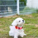 P&M 반려견교육센터 대전점 이미지