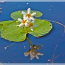 용담광택 이미지