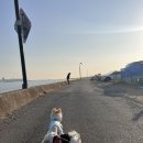 명지애견 이미지