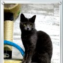 야옹이와 멍멍이 이미지