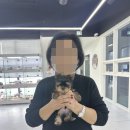 인천강아지분양 테디럽 이미지