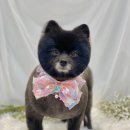 빵독 반려미용실 이미지