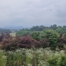 청단풍