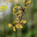 산수유 연가 / 詩 정심 김덕성, 감미로운 노란 사랑의 새아씨여 너무 아름답소이다... 이미지