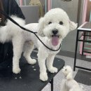 희망애견샵 이미지