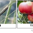 충청 농업소식▒충남도농업기술원 ‘농작물 병해충 발생 정보’ 발표 이미지