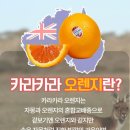 썬리지 | [상품 후기] 상큼새콤😘 썬리지 카라카라오렌지 중대과 4kg