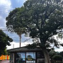 윈드크린 | 노트북가능 제주도 애월카페 윈드스톤 아몬드라떼