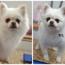 짱구네 동물병원 이미지