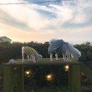 제주코기네 이미지