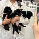 다시사랑받개