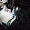 강남동물병원 | [동물치과전문] 강남예치과동물병원에서 치료받은 후기!