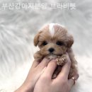 부산 강아지분양 브라비펫 2호점 | 부산강아지분양 브라비펫 생생 분양경험담
