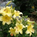 콩이파리 이미지