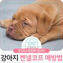 신도시켄넬 네이버블로그