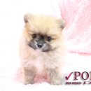 포인트독 이미지